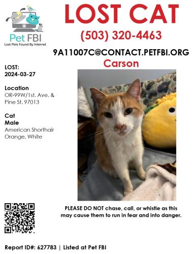 Lost Male Cat last seen Hwy. 99/1st. Ave. & Pine St. in Canby, OR 97013, Canby, OR 97013