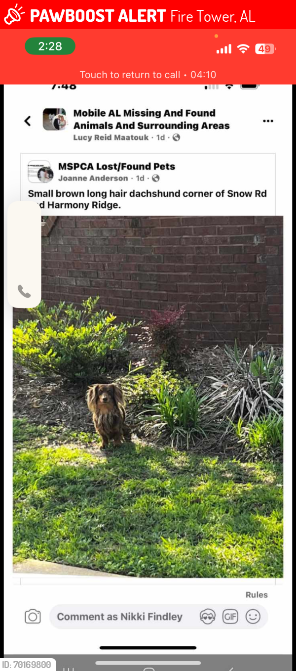 Lost Female Dog last seen Snow road, Fire Tower, AL 36575
