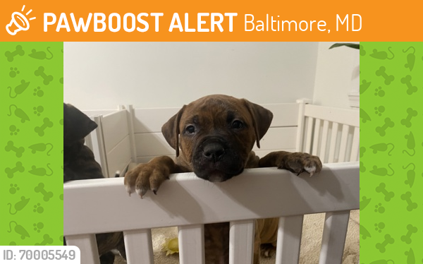 Shelter Stray Male Dog last seen Near Presbury, 21217, MD, Baltimore, MD 21230