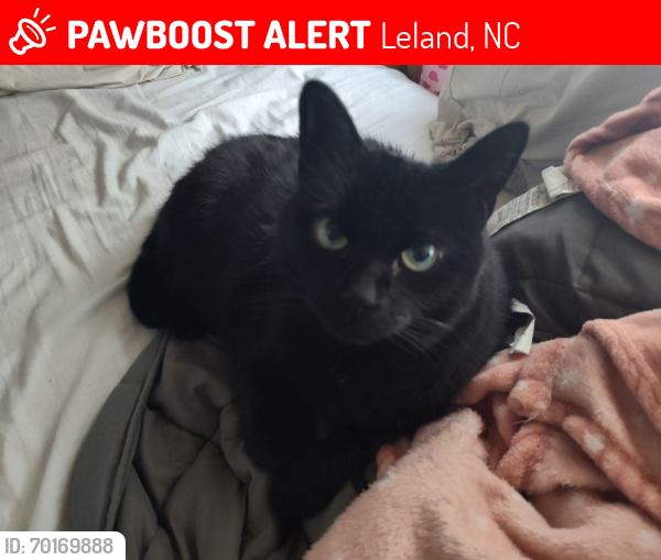 Lost Female Cat last seen Dayton court Leland nc, Leland, NC 28451