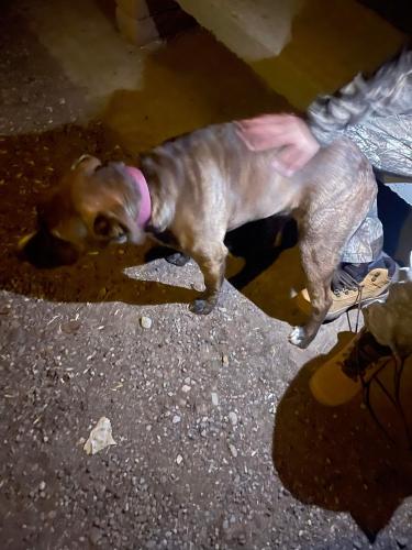 Lost Female Dog last seen Socorro New Mexico, Socorro, NM 87801