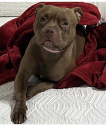 Lost Female Dog last seen Grand Ave and Lake Ave, Fox Lake, Fox Lake, IL 60020