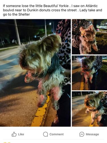 Lost Female Dog last seen Atlantic and 441, Margate, FL 33063