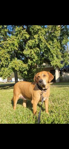 Lost Male Dog last seen Mire elementary, Acadia Parish, LA 70578