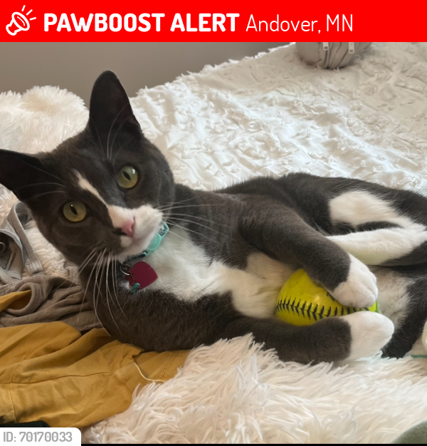 Lost Male Cat last seen Constance free church, Andover, MN 55304