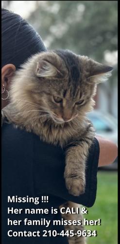 Lost Female Cat last seen Hausman and huntman, San Antonio, TX 78249