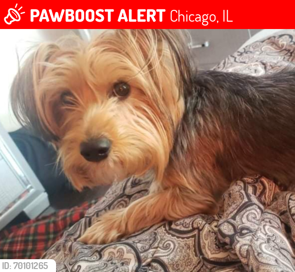 Lost Male Dog last seen Near S La Salle St, Chicago, IL 60604