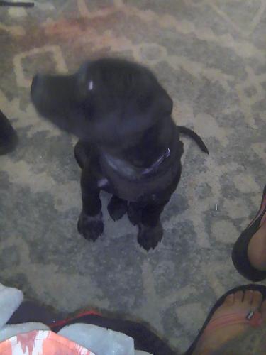 Lost Male Dog last seen All sup and Prince , Clovis, NM 88101