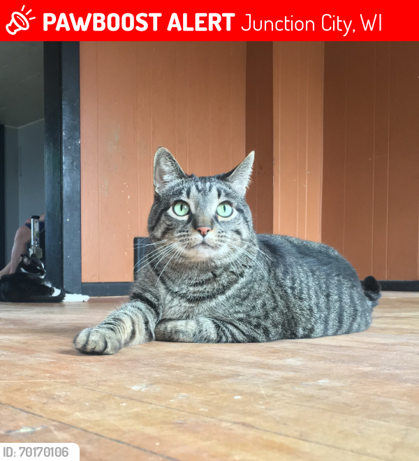 Lost Male Cat last seen Bars are accross the street, the next allyway over and down the road accross the st are feed mills that we have seen a bunch of other cats at., Junction City, WI 54443