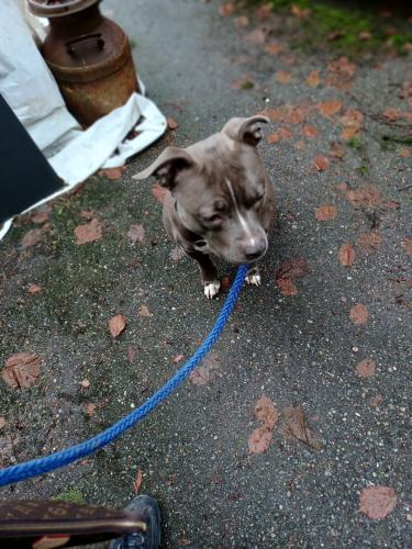 Lost Female Dog last seen 137a 106a, Surrey, BC V3R 1T4