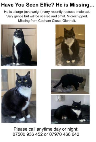 Lost Male Cat last seen Glenholt, Plymouth, England PL6