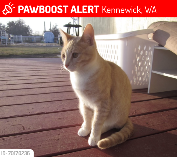 Lost Male Cat last seen Dague rd, Kennewick, WA 99337