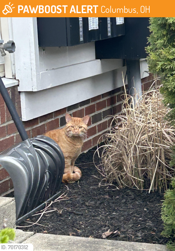 Found/Stray Unknown Cat last seen Thompson rd 43230, Columbus, OH 43230