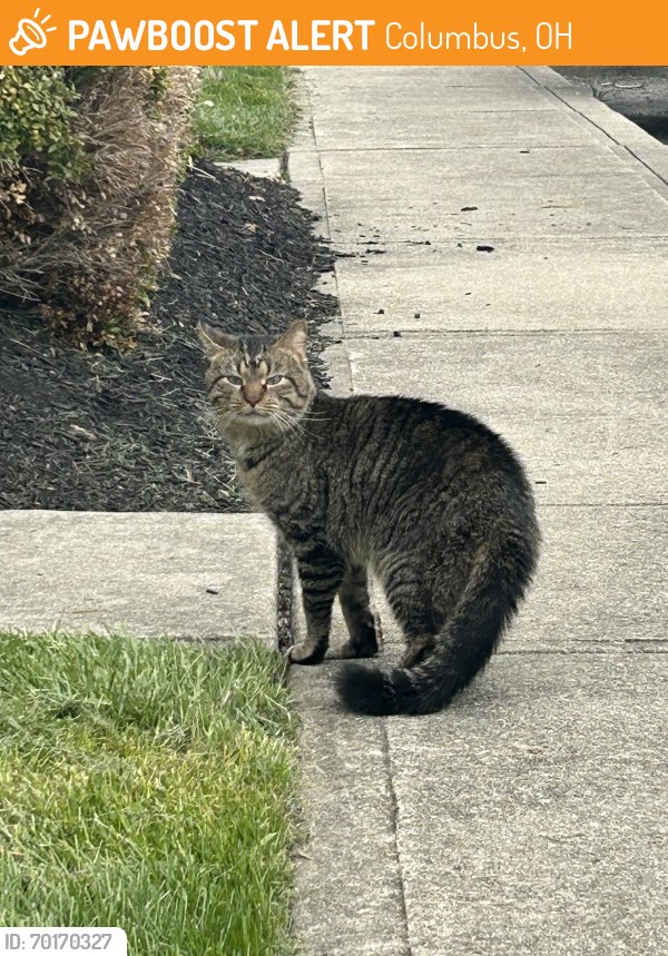 Found/Stray Unknown Cat last seen Thompson rd 43230, Columbus, OH 43230