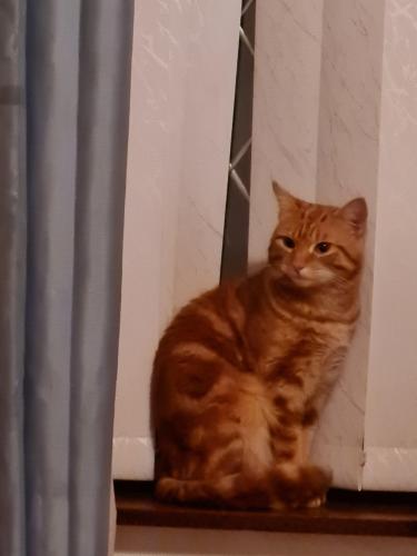 Lost Male Cat last seen Westbowling , West Yorkshire, England BD5
