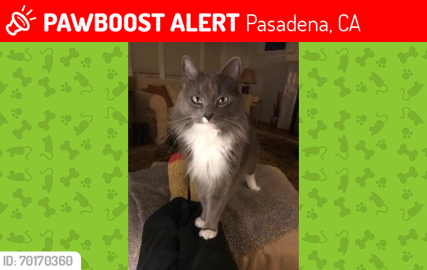 Lost Male Cat last seen Forest @ Zanja, Pasadena, CA 91103