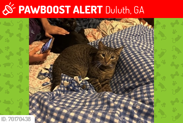 Lost Male Cat last seen Near Buford Highway, Duluth, GA 30097