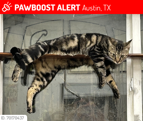 Lost Male Cat last seen Heritage Park Care Facility, Austin, TX 78722