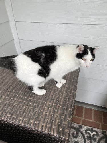 Found/Stray Unknown Cat last seen Johnstown and Thompson Rd., New Albany, Ohio, New Albany, OH 43230