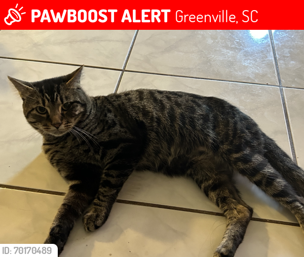 Lost Male Cat last seen Near Dixie CirGreenville, SC  29605 United States, Greenville, SC 29605