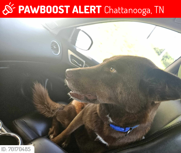 Lost Male Dog last seen Bonny Oaks Battery Heights Chattanooga, Chattanooga, TN 37416
