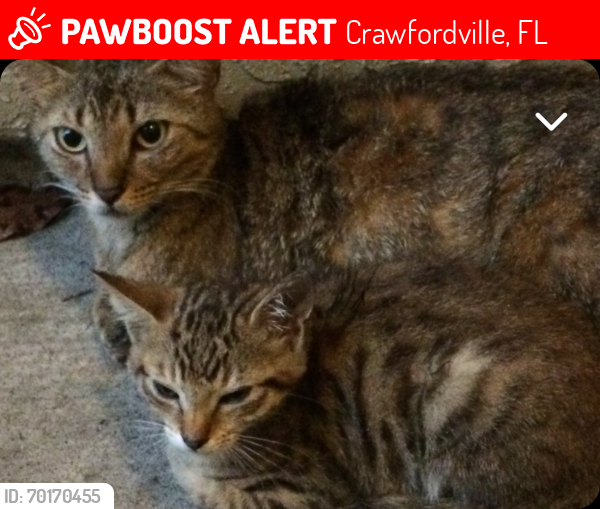 Lost Female Cat last seen Songbird and Dellwood , Crawfordville, FL 32327