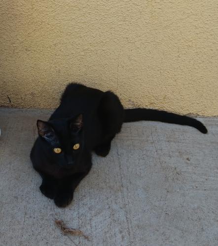 Lost Male Cat last seen Near W Cook, Santa Maria, CA 93458
