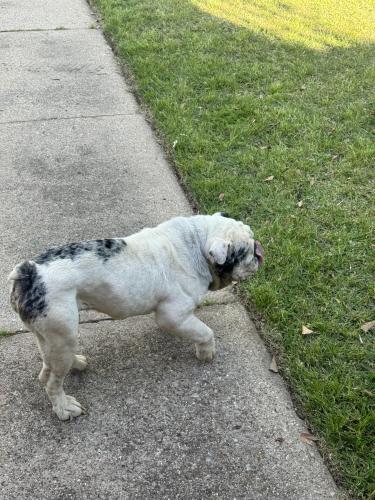 Found/Stray Unknown Dog last seen Bowen / pleasant ridge , Arlington, TX 76015