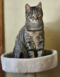 Lost Female Cat last seen Alban Wood Nature Reserve , Hertfordshire, England WD25