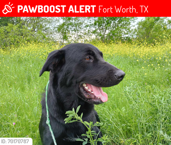 Lost Male Dog last seen S Hulen & I 20 , Fort Worth, TX 76132