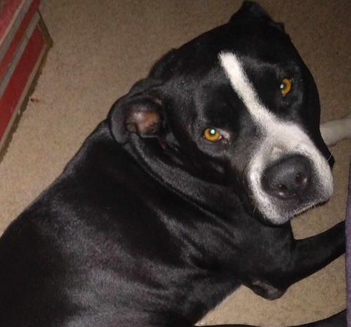 Lost Female Dog last seen Decatur /0akey, Las Vegas, NV 89146