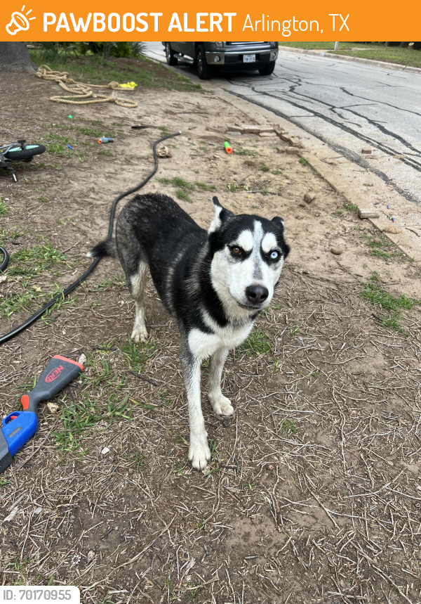 Found/Stray Female Dog last seen Woodridge Ct , Arlington, TX 76013