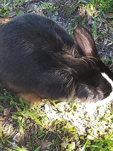 Found/Stray Unknown Rabbit last seen 18th St & Military Trail - West of Military , Boca Raton, FL 33433