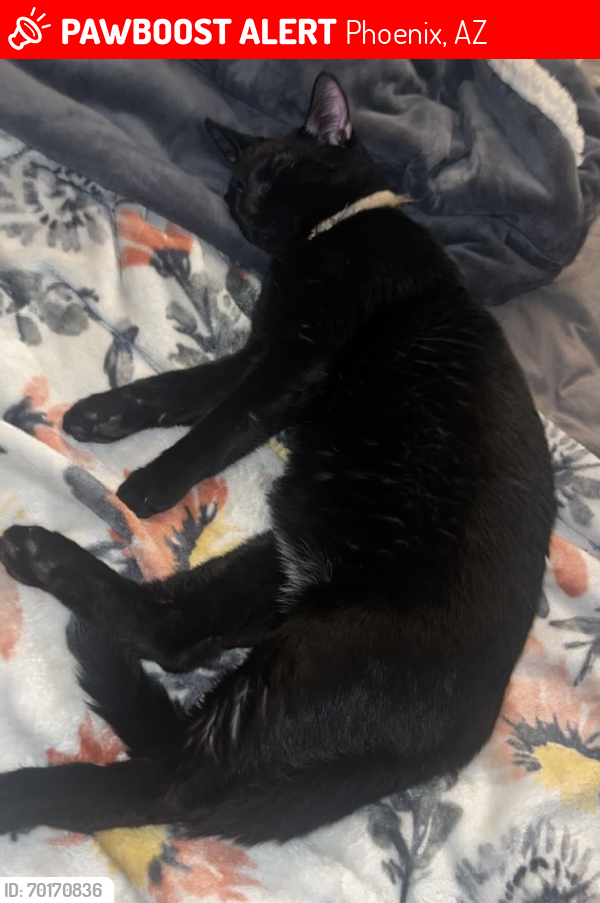Lost Male Cat last seen Warner and Elliot at in ahwatukee chandler area, Phoenix, AZ 85044