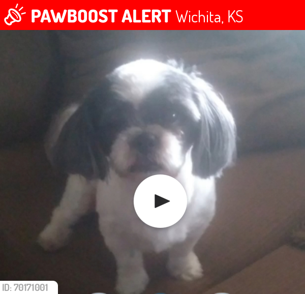 Lost Male Dog last seen 52nd & arkansas, Wichita, KS 67204