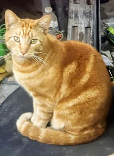 Lost Male Cat last seen Orange and Bloomfield st., Cypress, CA 90630