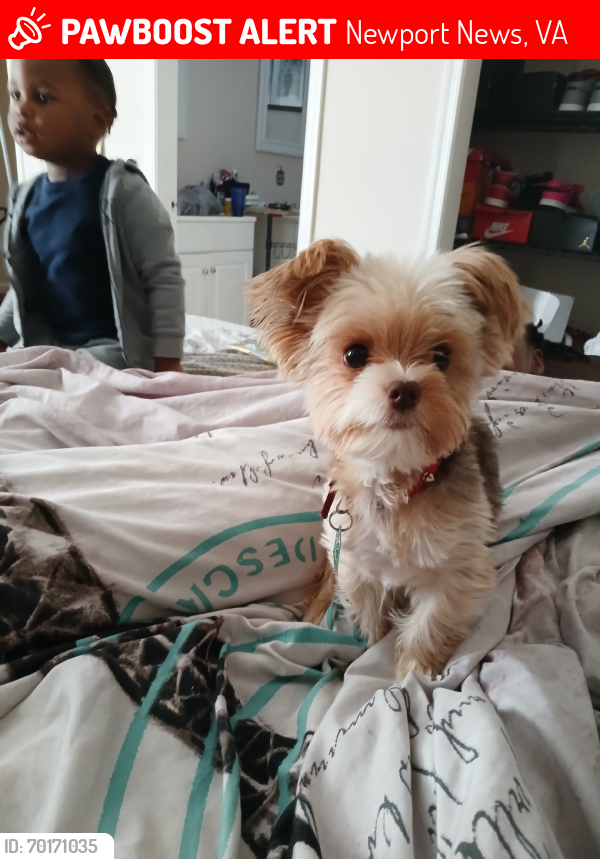 Lost Male Dog last seen Old courthouse way, Newport News, VA 23608
