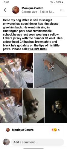 Lost Male Dog last seen Nimitz Middle School/Huntington Patk, Huntington Park, CA 90255