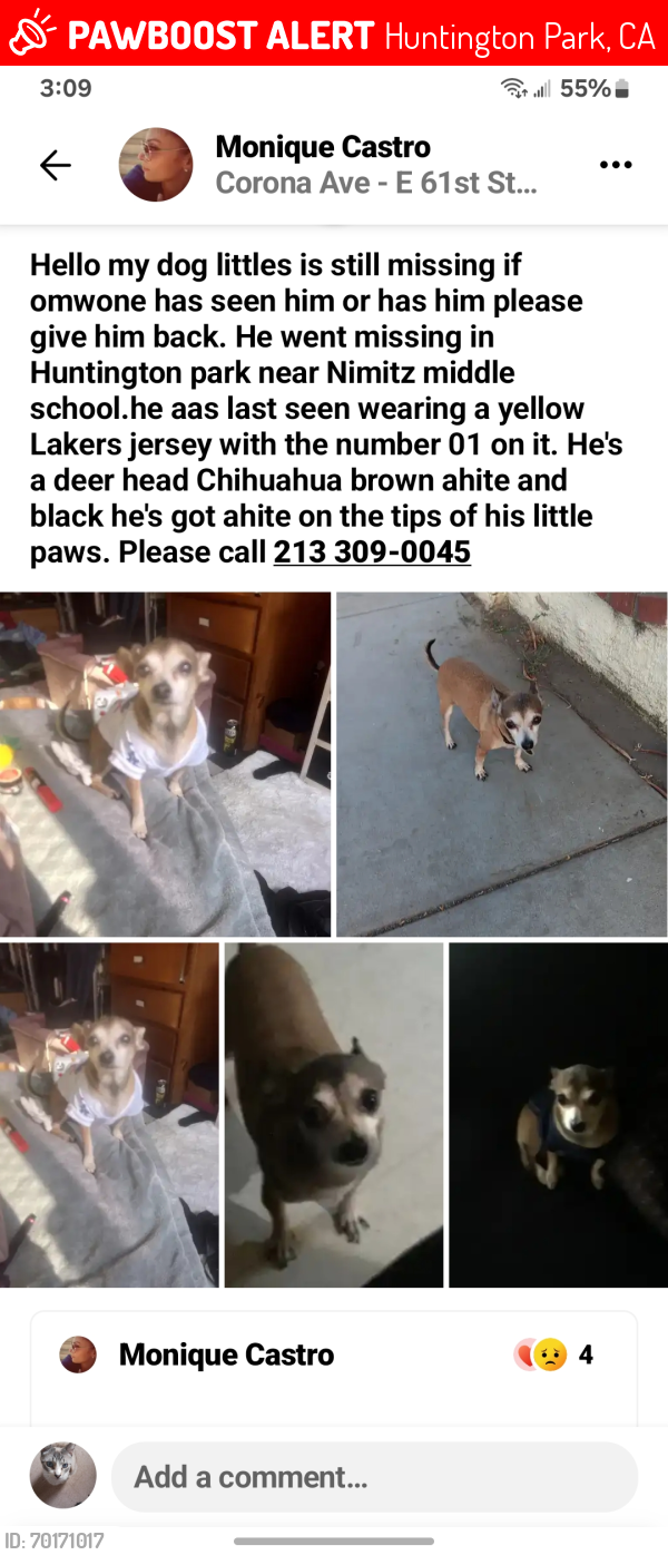 Lost Male Dog last seen Nimitz Middle School/Huntington Patk, Huntington Park, CA 90255