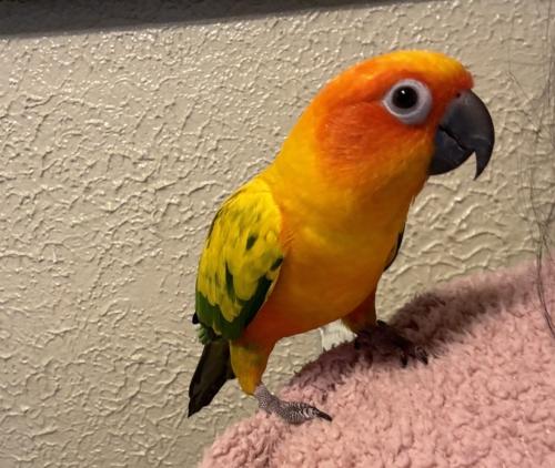 Lost Female Bird last seen 53rd st and s independence ave , okc, Oklahoma City, OK 73119