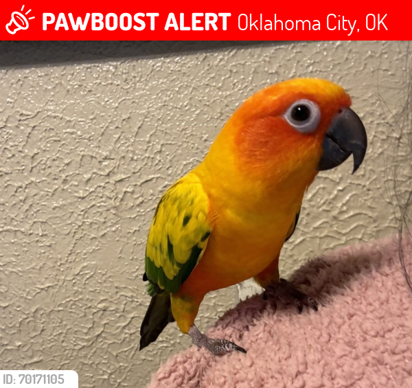 Lost Female Bird last seen 53rd st and s independence ave , okc, Oklahoma City, OK 73119