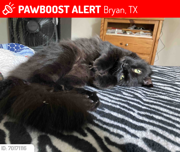 Lost Female Cat last seen Aspen and college main, Bryan, TX 77801