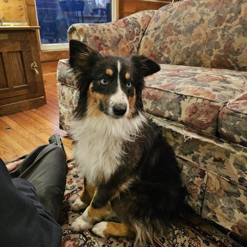 Lost Female Dog last seen Wanamaker and Huntoon in West Topeka , Topeka, KS 66615