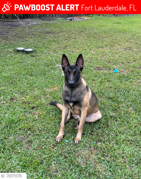 Lost Male Dog last seen Indiana Ave., Fort Lauderdale, FL 33312