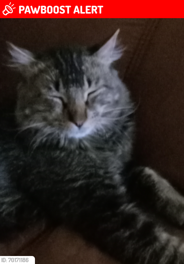 Lost Male Cat last seen Vickers and union, Colorado Springs, CO 80918