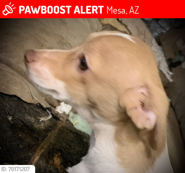Lost Female Dog last seen Fiesta Village Mobile  Park , Mesa, AZ 85210
