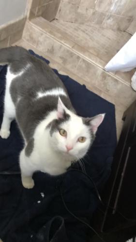 Lost Male Cat last seen Near clearbrook Walmart and hunting hills, Roanoke, VA 24014