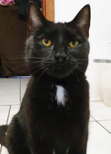 Lost Male Cat last seen S Potomac Way off of E Mississippi Ave, Aurora, CO 80012