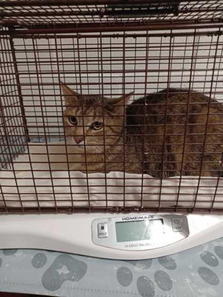 Shelter Stray Female Cat last seen Knoxville, TN , Knoxville, TN 37919