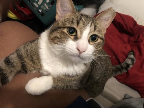Lost Female Cat last seen N. 19th Pl and W. Capitol Dr, Milwaukee, WI 53206